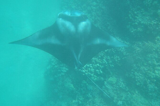 3.5 Hour Kailua-Kona Ocean Kayak and Snorkel Tour - Final Thoughts