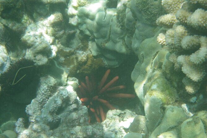 3.5 Hour Kailua-Kona Ocean Kayak and Snorkel Tour - FAQ