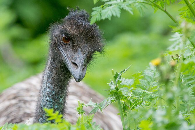 3-Day Adelaide to Melbourne Small-Group Grampian Great Ocean Road - What Travelers Say