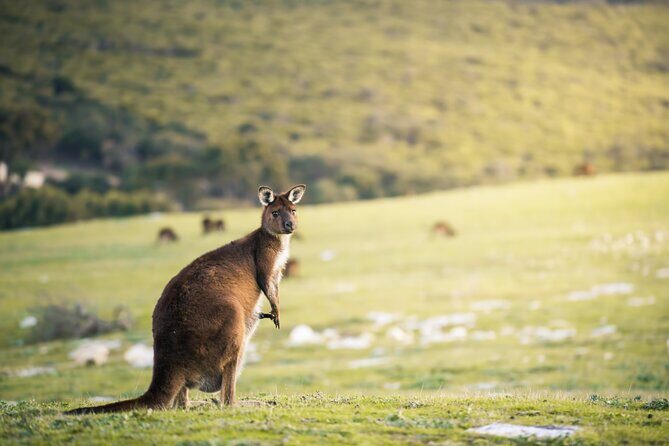 3-Day Kangaroo Island Adventure Tour - Key Points