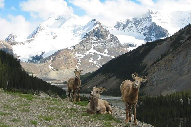 3 Day Rocky Mountains Columbia Icefields Banff and Yoho NP Tour - FAQs