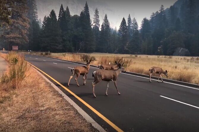 3-Day Tour: San Francisco, Yosemite National Park and LA - FAQ