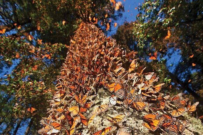 3 day Tour to Discover the Magic of Mexico & Monarch Butterflies - Frequently Asked Questions