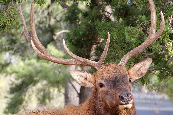 3 Hour Back-Road Safari to Grand Canyon with Entrance Gate By-Pass at 9:30 am - Wildlife spotting is a subtle but worthwhile highlight. Several reviews mention observing elk, deer, turkeys, and hawks—these sightings enrich the experience and make it more memorable. It’s a reminder that this is a living landscape, not just a geological marvel.
