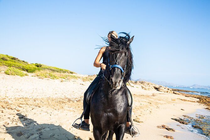 3-Hour Beach Horse Riding to Discover the Beauty of Alcudia Bay - Key Points