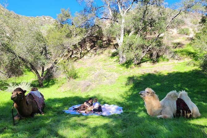 3 Hour Camel Trek into the Forest and Ranch in California - Key Points