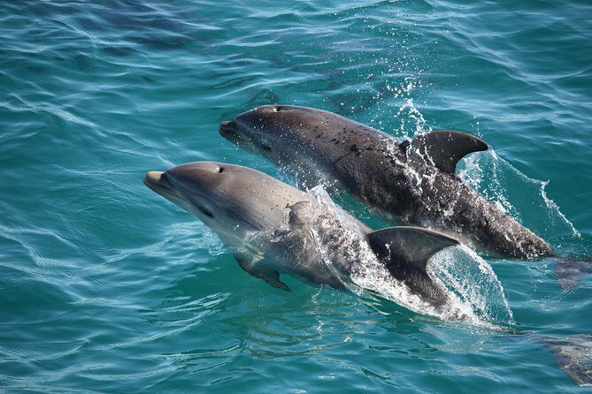 3-Hour Dolphin and Seal Sightseeing Cruise, operated with swim tour passengers - Key Points