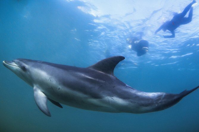 3 hour Dolphin and Seal Swim (NOV-APR) - What is the tour all about?