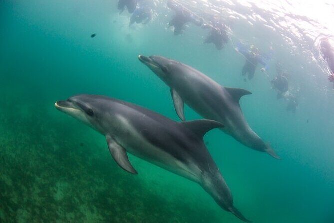 3 hour Dolphin and Seal Swim (NOV-APR) - Practical details