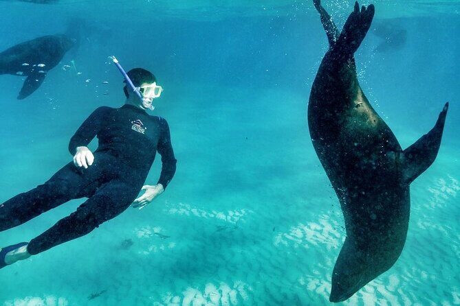 3 hour Dolphin and Seal Swim (NOV-APR) - Final thoughts