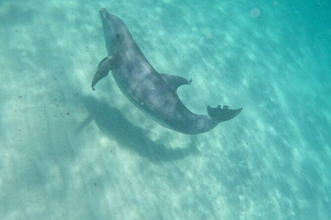 3 Hour Dolphin Tour and Snorkeling in Shell Island - What Is the Tour All About?