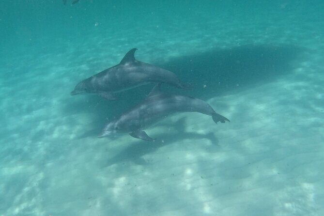 3 Hour Dolphin Tour and Snorkeling in Shell Island - Final Thoughts