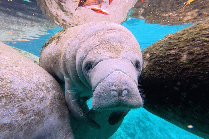 3 Hour Double Kayak Rental - What You Can Expect to See and Do