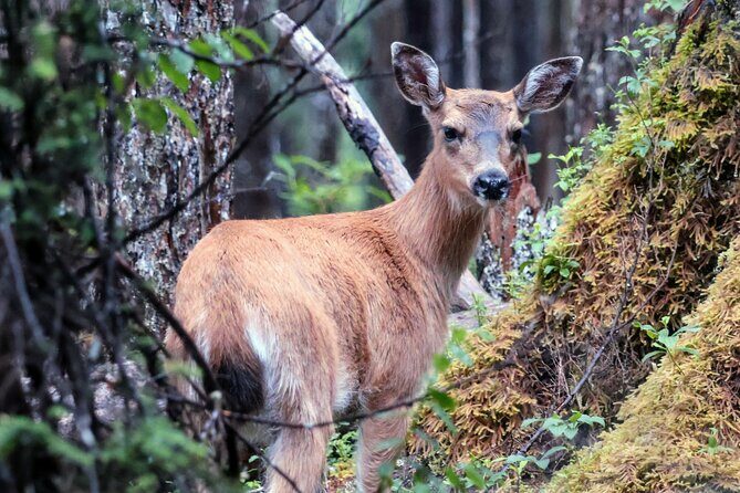 3 Hour Guided Driving Tour in Hoonah Alaska - The Sum Up