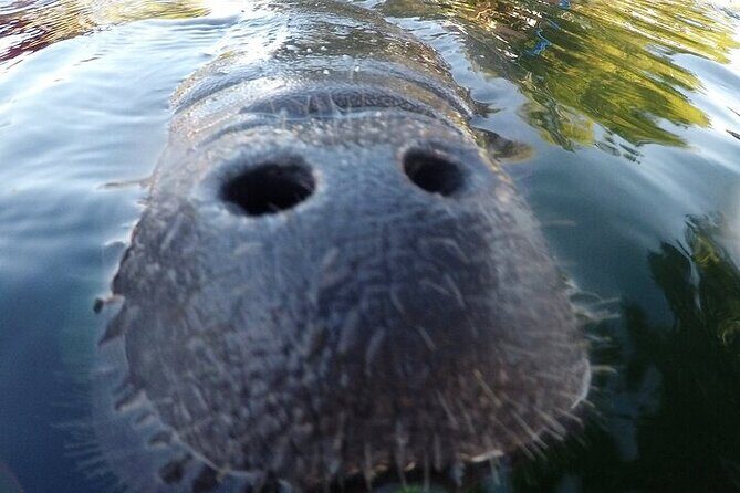 3 Hour Guided Manatee Snorkel - What the tour entails: a detailed look
