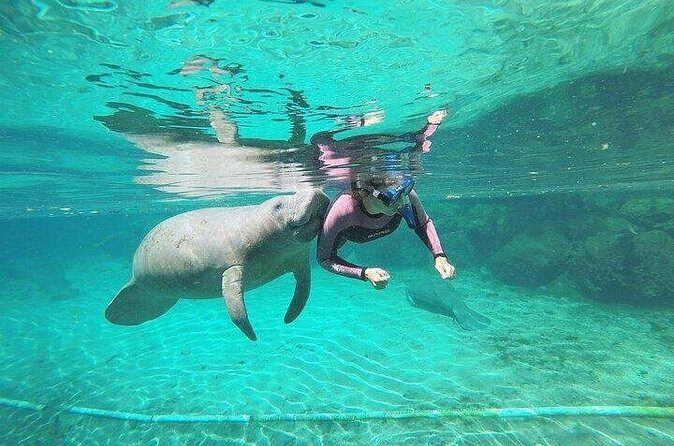 3 Hour Guided Manatee Snorkel - FAQs