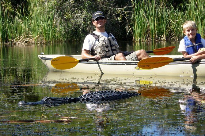 3 Hour Guided Mangrove Tunnel Kayak Eco Tour - Key Points