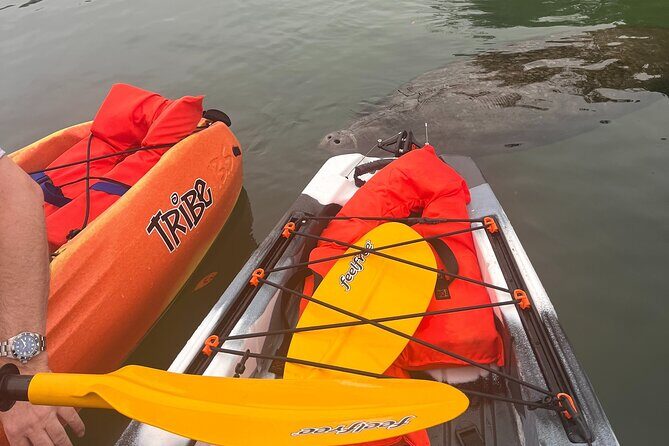 3 Hour Guided Single Kayak Adventure - What to Expect on the Tour