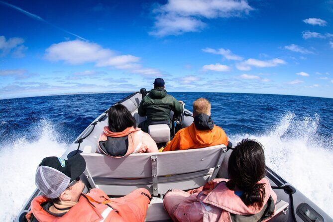 3-Hour Guided Whale and Dolphin Watching Experience in San Diego - What Makes This Tour Stand Out?