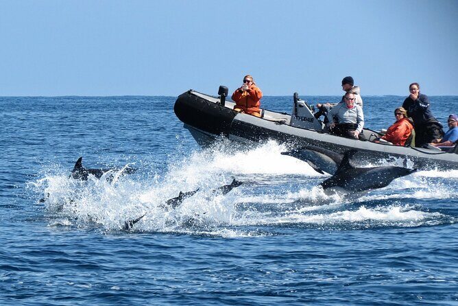 3-Hour Guided Whale and Dolphin Watching Experience in San Diego - Reviews and Real Experiences