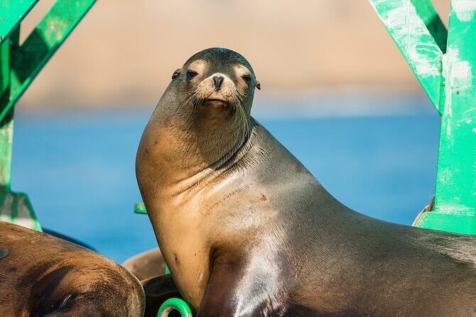 3-Hour Guided Whale and Dolphin Watching Experience in San Diego - Practical Tips for Your Trip