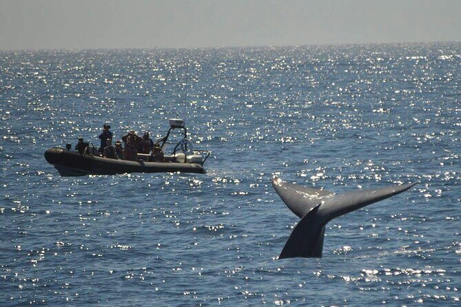 3-Hour Guided Whale and Dolphin Watching Experience in San Diego - Is This Tour Right for You?
