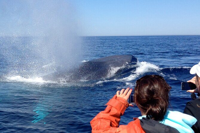 3-Hour Guided Whale and Dolphin Watching Experience in San Diego - The Sum Up