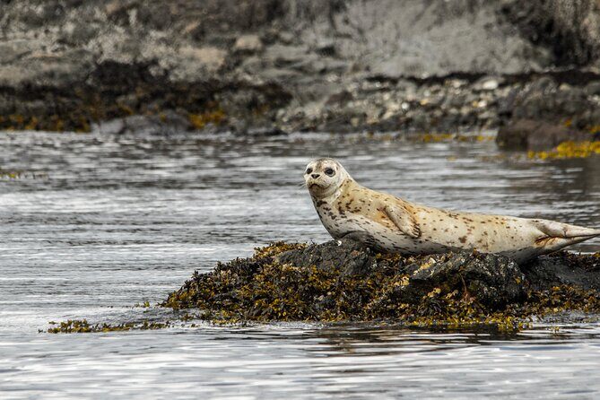 3 Hour Kayaking Tours from Friday Harbor - The Experience Itself