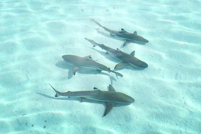 3-hour Lagoon Snorkeling Tour - Shared Tour - Final Thoughts