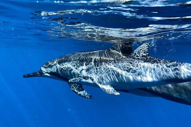 3-Hour Luxury Private Custom Charter - What You Can Expect from the Tour