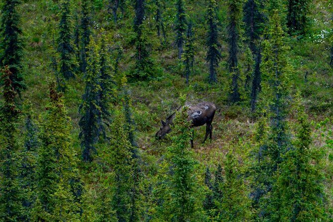 3 Hour Naturalist Walking Tour in Denali National Park - An In-Depth Look at the Denali Naturalist Walking Tour