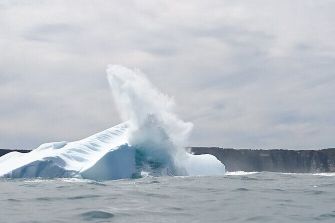 3 Hour Ocean Safari by Zodiac Boat -Whales & Icebergs seasonally - Key Points