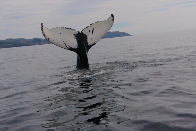 3 Hour Ocean Safari by Zodiac Boat -Whales & Icebergs seasonally - What to Expect on Your Ocean Safari