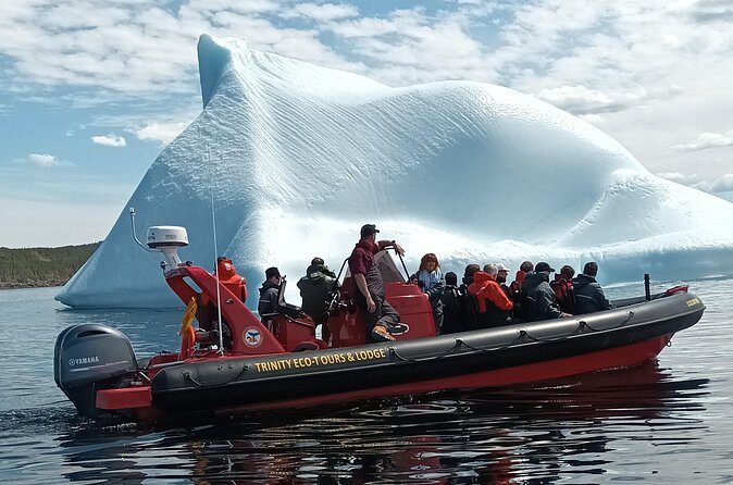 3 Hour Ocean Safari by Zodiac Boat -Whales & Icebergs seasonally - Who Should Consider This Tour?