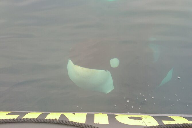 3 Hour Ocean Safari by Zodiac Boat -Whales & Icebergs seasonally - FAQ