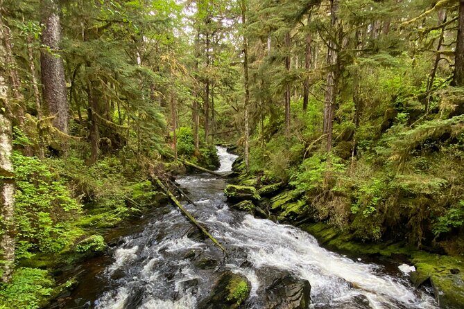 3-Hour Rainforest, Beach & Wildlife Walk - Discovering Ketchikan’s Natural Wonders