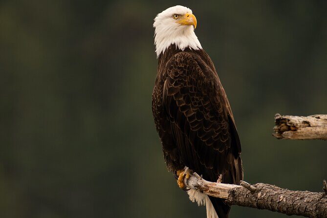 3-Hour Sea Kayak Tour in the San Juan Islands - Who Is This Tour Best For?
