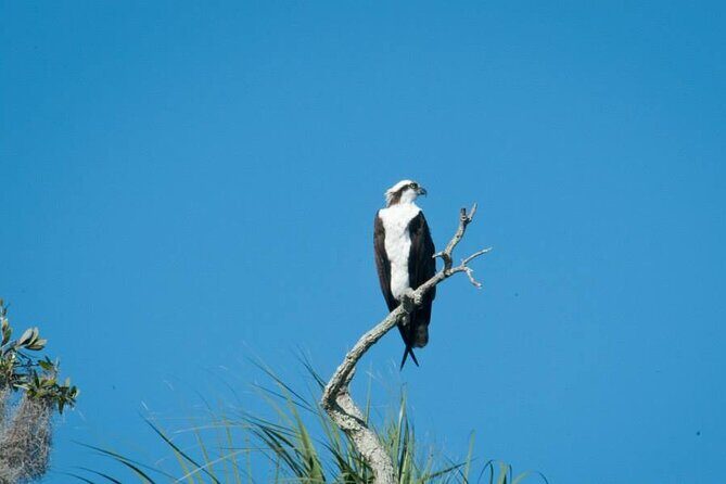 3 Hour See Crystal River Wildlife Safari Boat Cruise - Key Points