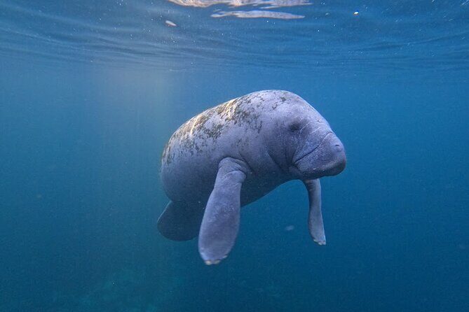 3-Hour Small Group All-Inclusive Manatee Swim with Photo Package - Who Will Enjoy This Tour?