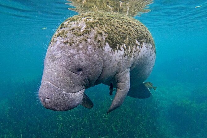 3-Hour Small Group All-Inclusive Manatee Swim with Photo Package - The Sum Up