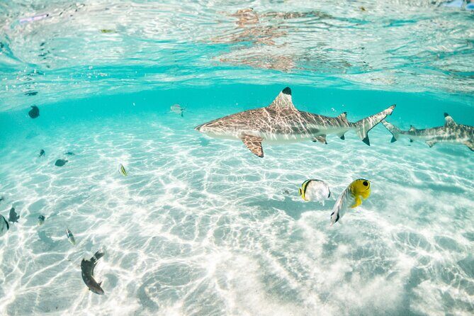 3-Hour Snorkeling Tour - Who Will Love This Tour?