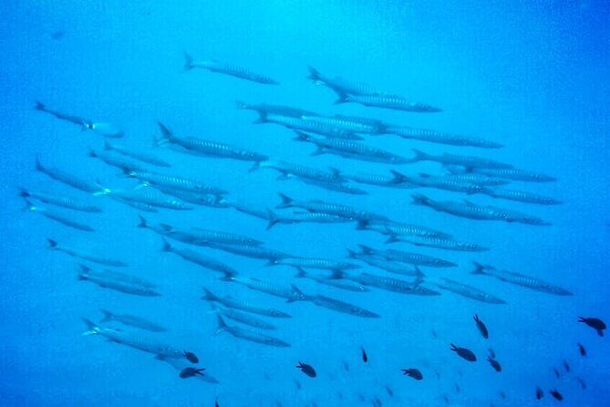 3-Hour Try Scuba Private Guided Sea Baptism from Palermo - Key Points