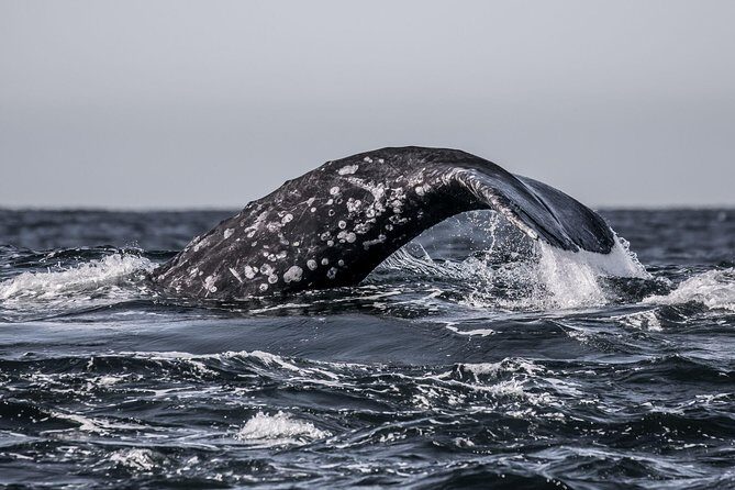 3-Hour Whale Watching Tour from Monterey - Key Points