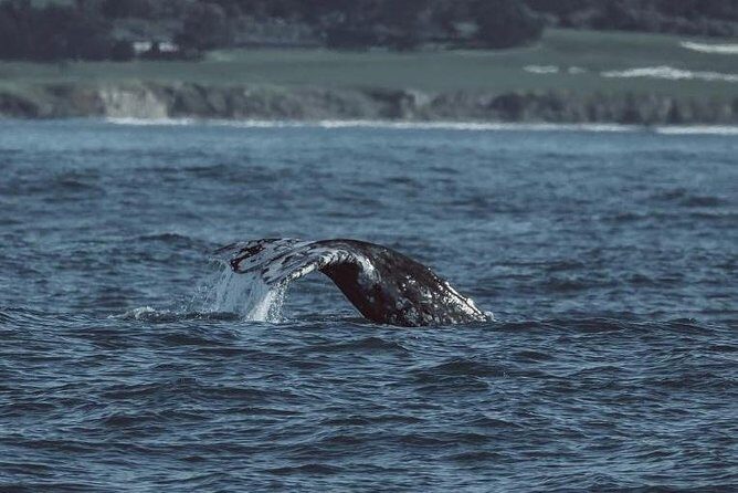 3-Hour Whale Watching Tour from Monterey - Final Thoughts: Is This Tour Right for You?