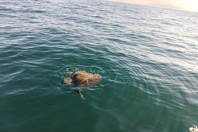 3-Hours Dolphin and Turtle Watching in Puerto Escondido - Final thoughts