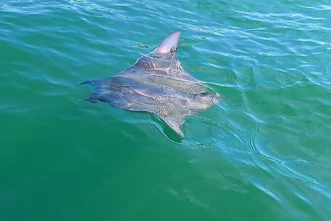 3-Hours Dolphin and Turtle Watching in Puerto Escondido - FAQ