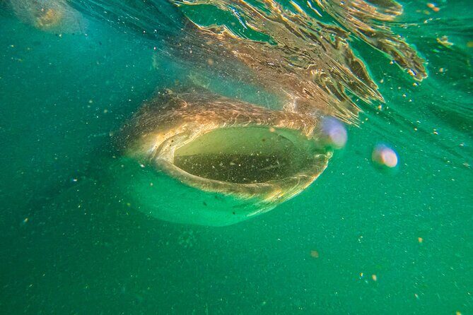 3 Hours La Paz Whale Shark First Class Snorkeling Tour - An In-Depth Look at the La Paz Whale Shark Snorkeling Tour