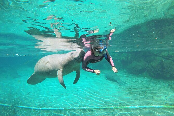3 hours Manatee Swim Tour in Florida - Getting to Know the Tour