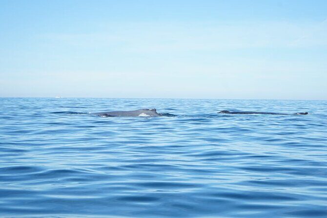 3 Hours of Whale Watching in Puerto Vallarta - The Guides and Experience