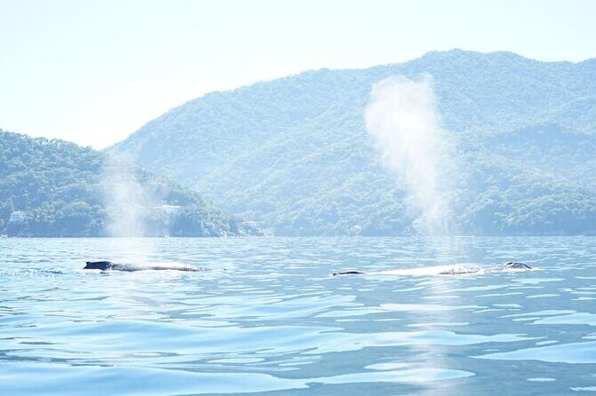 3 Hours of Whale Watching in Puerto Vallarta - Final Thoughts
